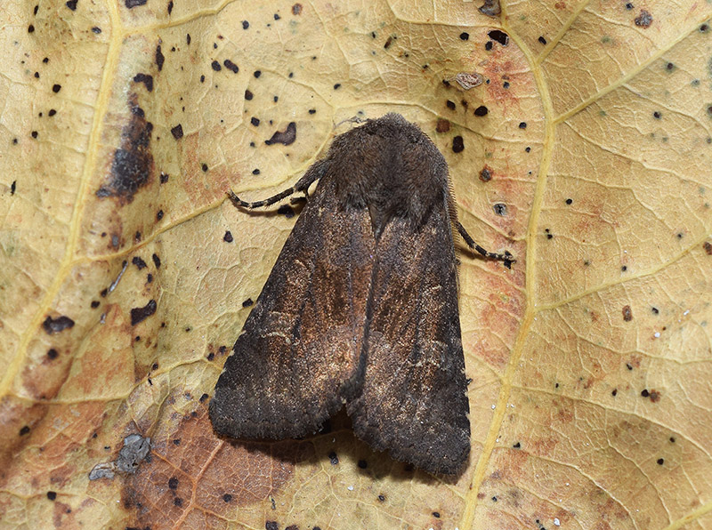 Aporophyla (Phylapora) lutulenta, Noctuidae